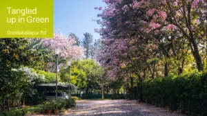 Tangled up in Green is Outperforming Other Devanahalli Plots